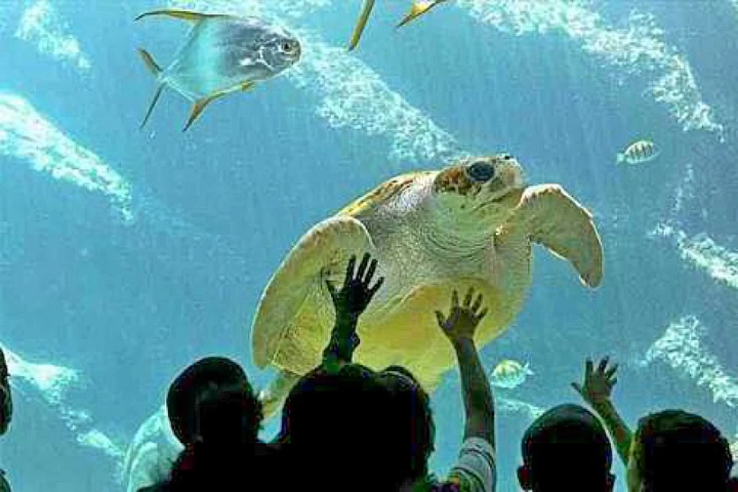 Bilhete Grand Aquarium Hurghada